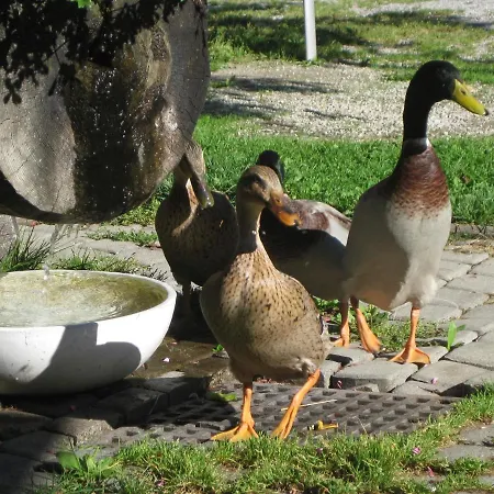 Auer's Zuahaeusl Chalet