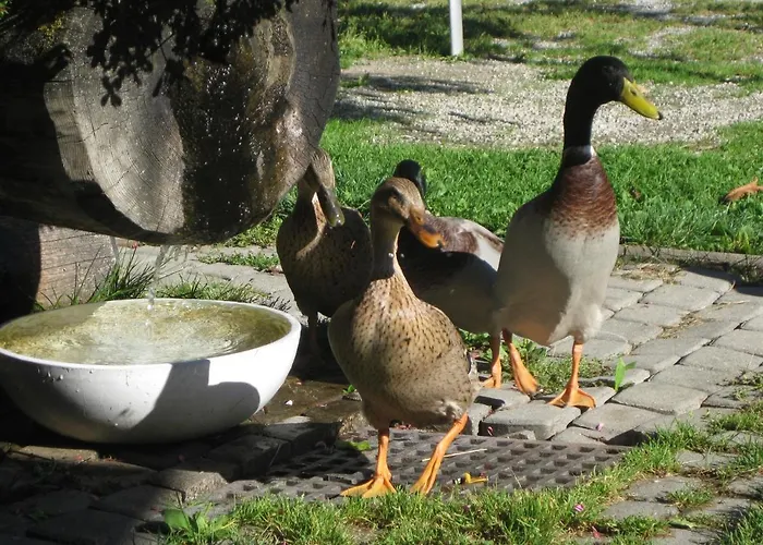 Auer's Zuahaeusl シャレー